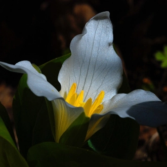 My Geekola — Montana Web Developer